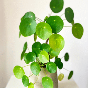 Money Plant