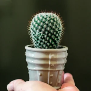 Cleistocactus
